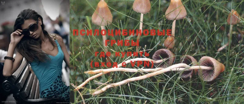 Псилоцибиновые грибы Psilocybe  Мыски 